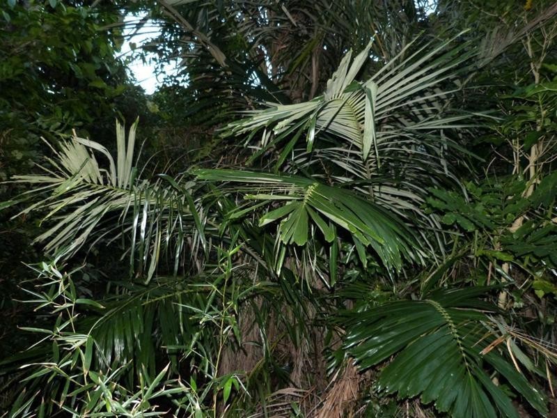 Lot 113, 29 Cutten Street, Bingil Bay QLD 4852