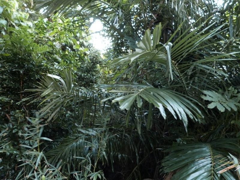 Lot 113, 29 Cutten Street, Bingil Bay QLD 4852