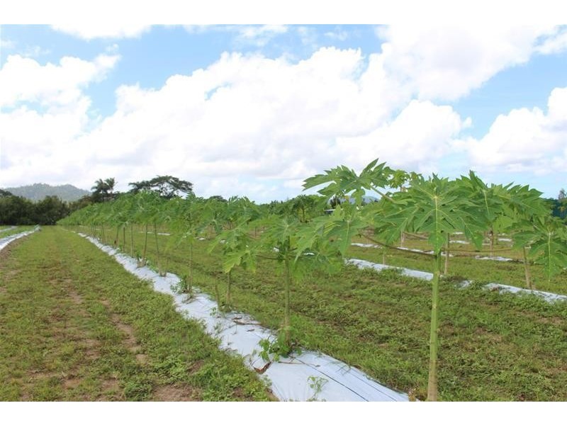 Lot 102, Lot 102 Old Tully Road, Feluga QLD 4854