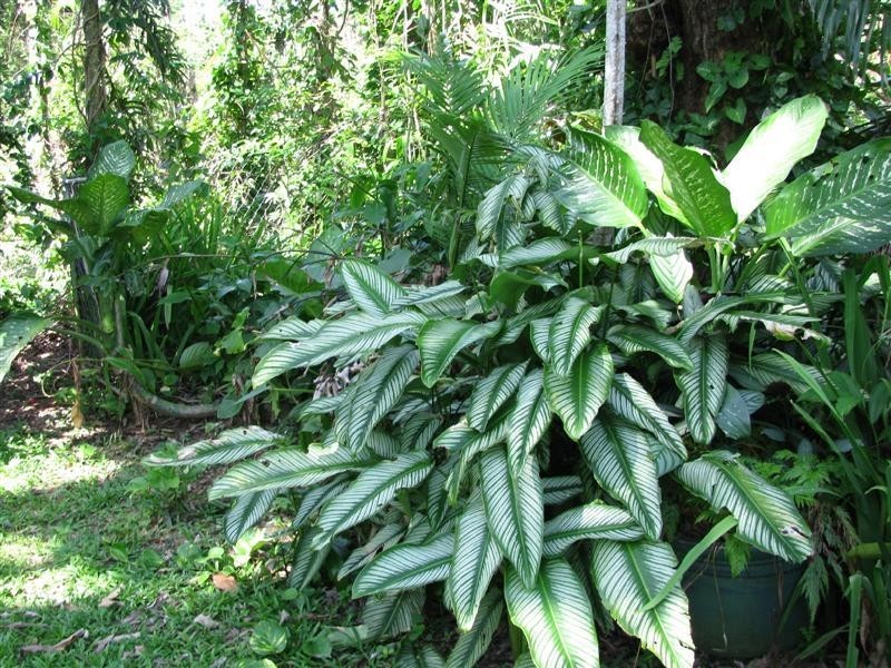 69 Cutten Street, Bingil Bay QLD 4852