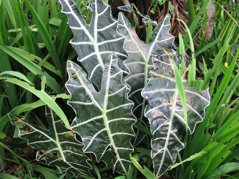 69 Cutten Street, Bingil Bay QLD 4852