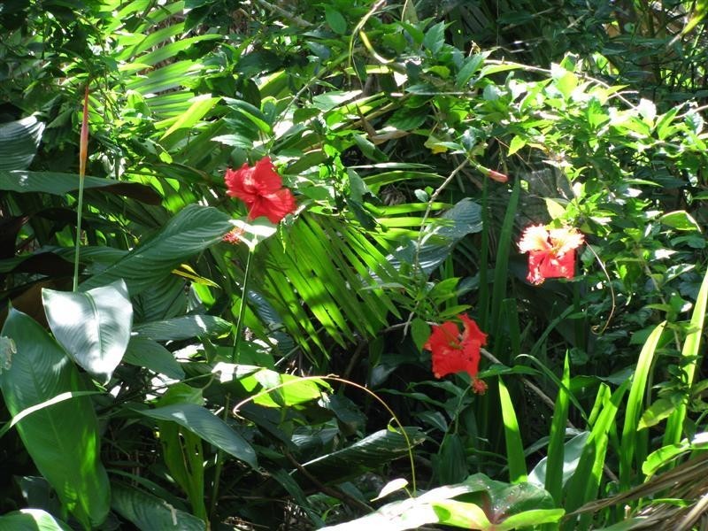 69 Cutten Street, Bingil Bay QLD 4852