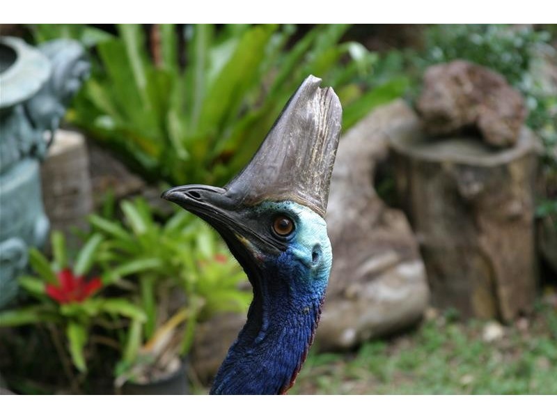 Lot 22, 22 Bingil Bay Road, Garners Beach QLD 4852