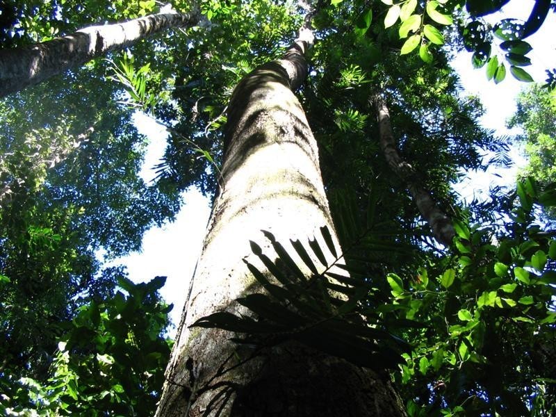 Lot 22, 22 Bingil Bay Road, Garners Beach QLD 4852