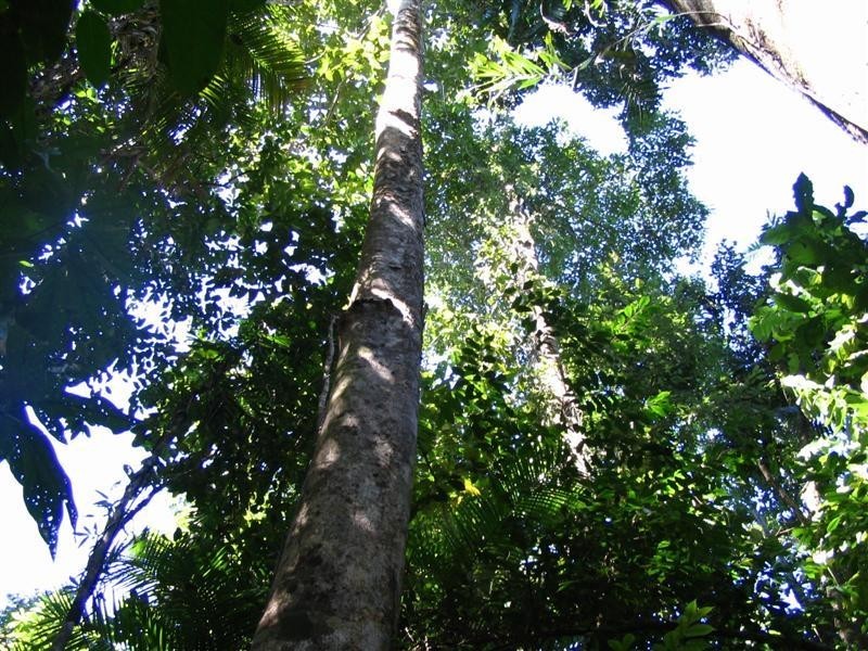 Lot 22, 22 Bingil Bay Road, Garners Beach QLD 4852