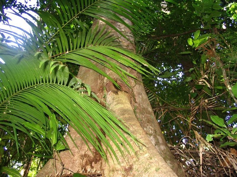 Lot 22, 22 Bingil Bay Road, Garners Beach QLD 4852