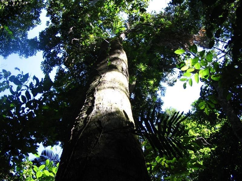 Lot 22, 22 Bingil Bay Road, Garners Beach QLD 4852