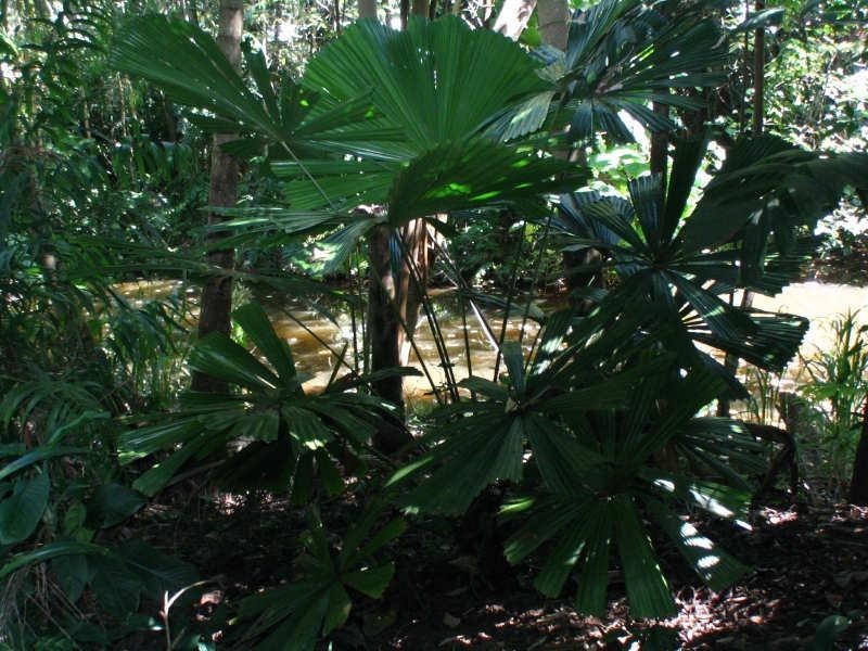 Lot 22, 22 Bingil Bay Road, Garners Beach QLD 4852