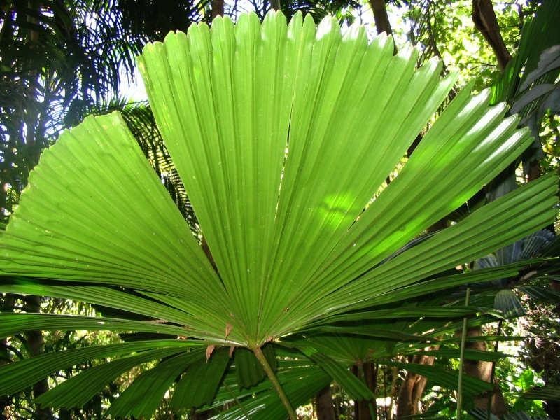 Lot 22, 22 Bingil Bay Road, Garners Beach QLD 4852