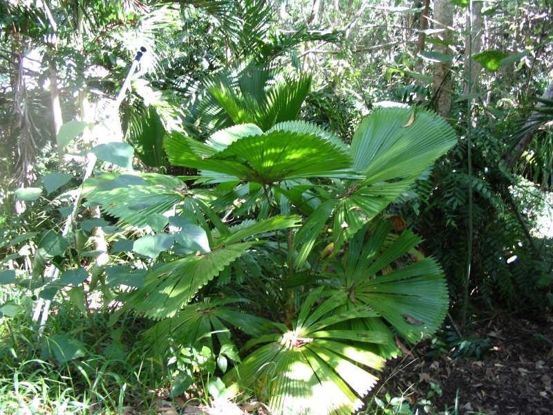 Lot 22, 22 Bingil Bay Road, Garners Beach QLD 4852