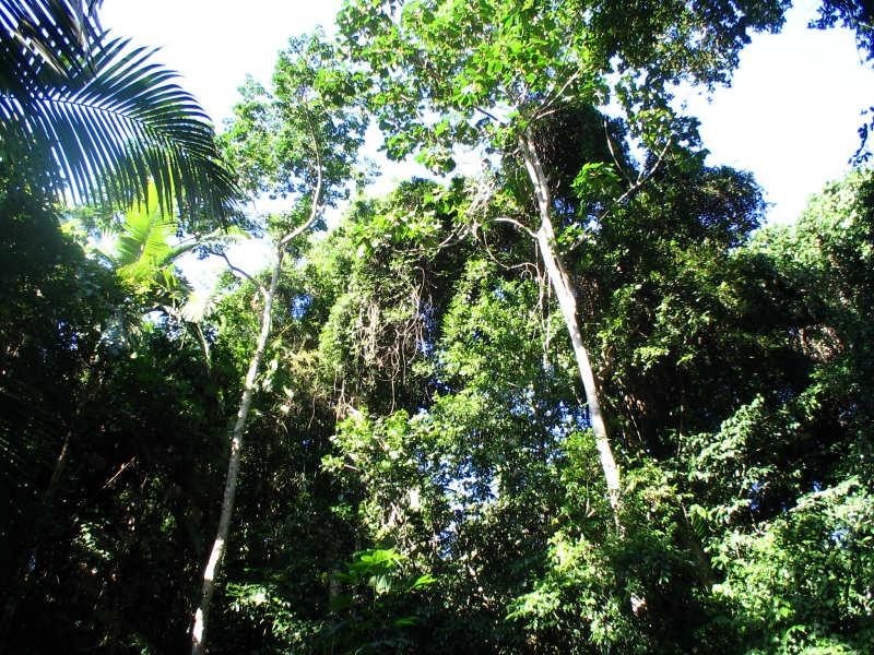 Lot 22, 22 Bingil Bay Road, Garners Beach QLD 4852