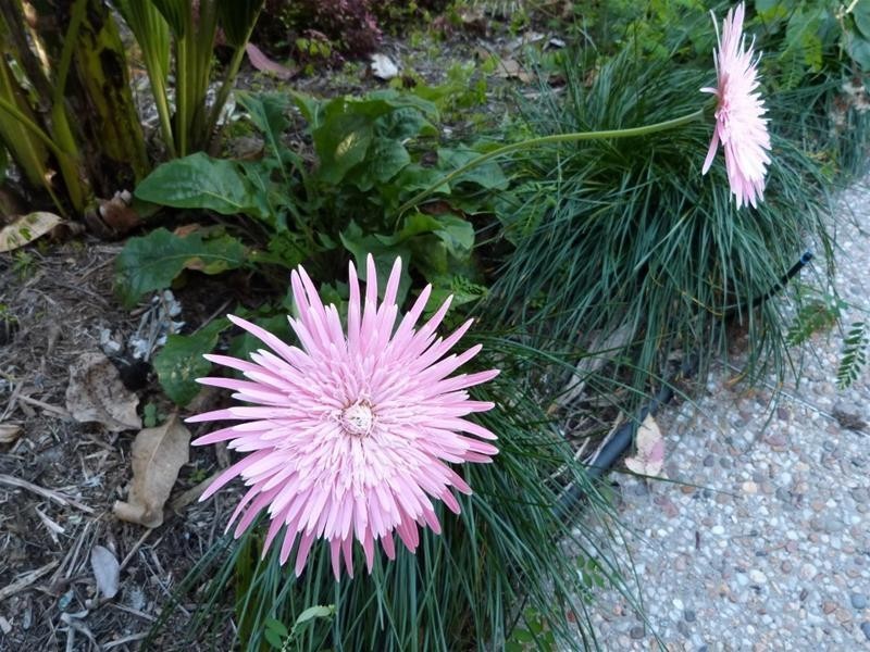 770 East Feluga Road, East Feluga QLD 4854