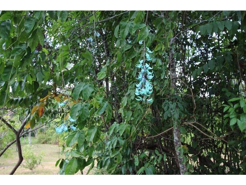 141 Hill Sixty Road, Jaffa QLD 4855