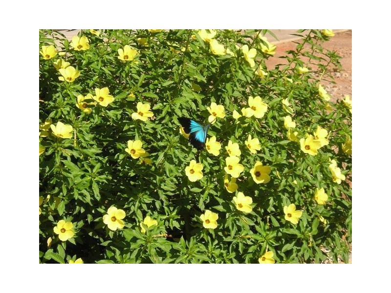 60 South Davidson Road, Munro Plains QLD 4854