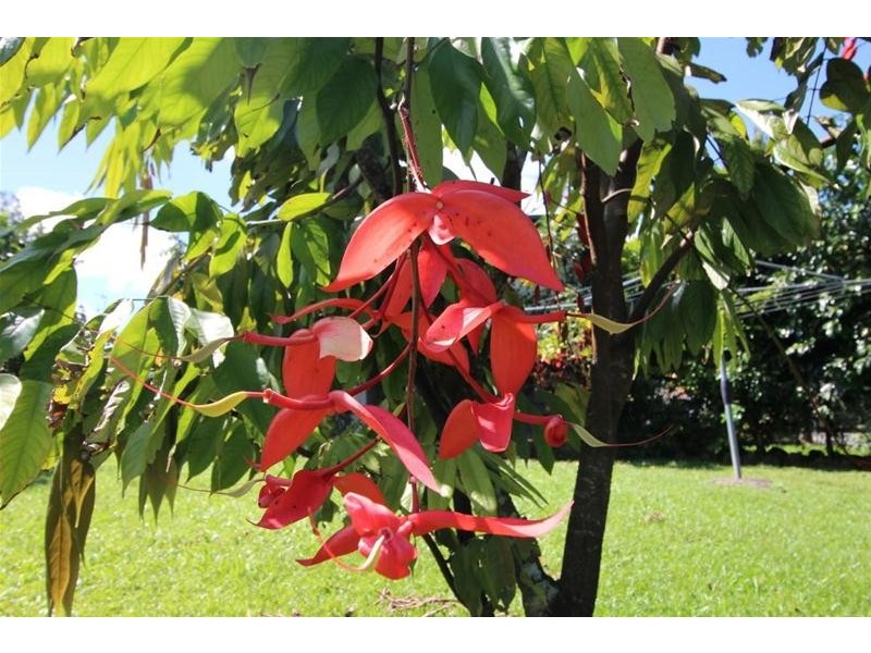 3 Walter Lever Estate Road, Silkwood QLD 4856