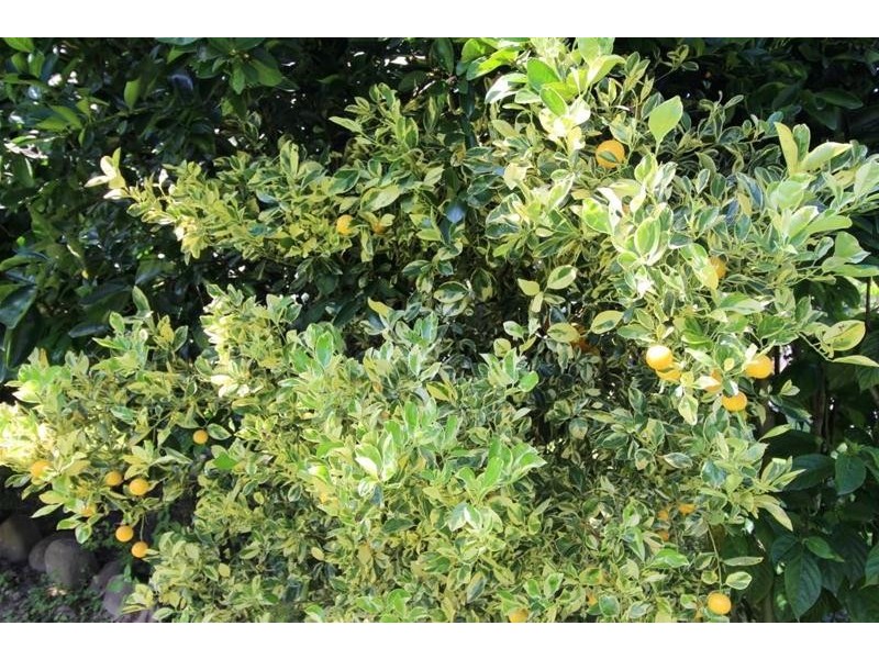 3 Walter Lever Estate Road, Silkwood QLD 4856