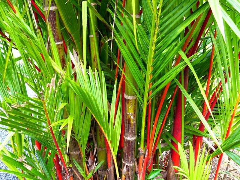 284 Warrakin Road, Japoonvale QLD 4856