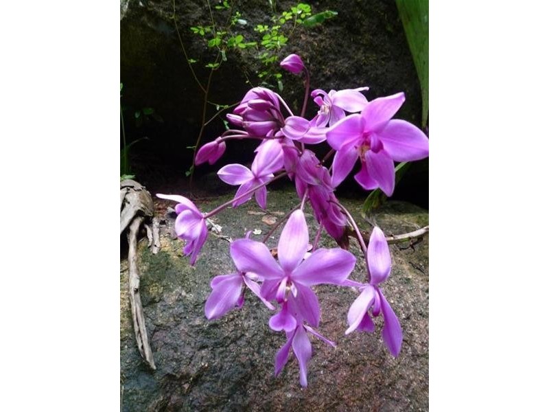 Garners Beach QLD 4852