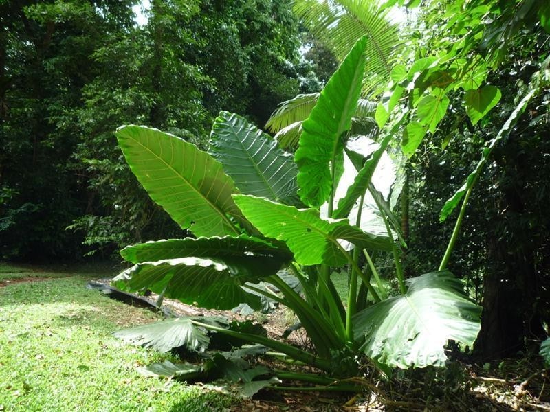 Garners Beach QLD 4852