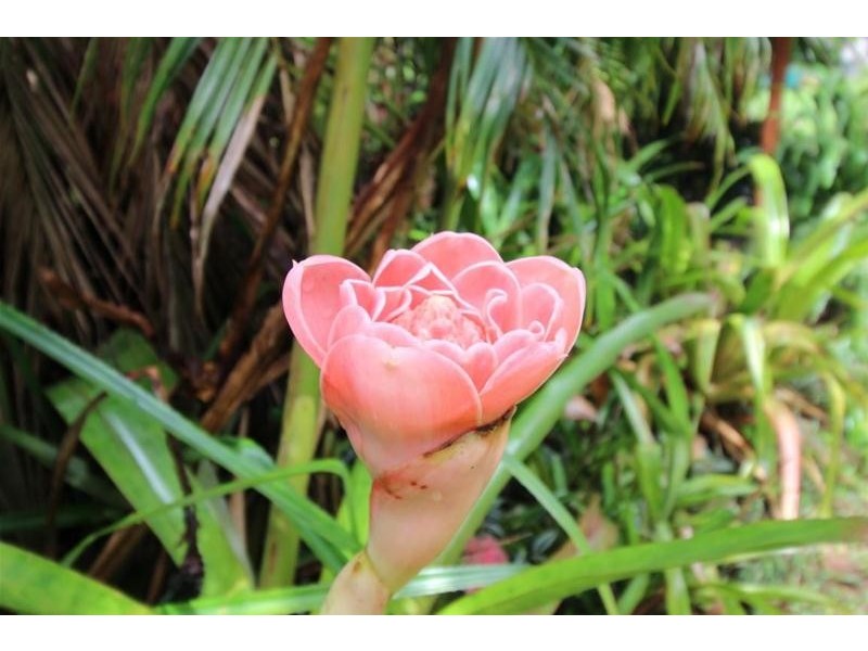 1235 Old Tully Road, Maadi QLD 4855