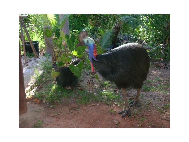 Mission Beach QLD 4852