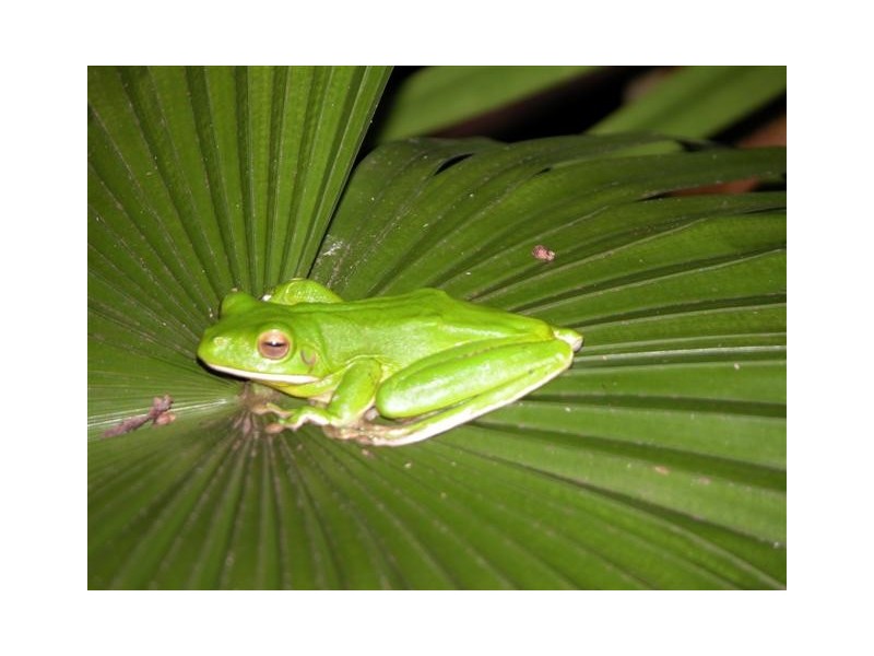 Mission Beach QLD 4852