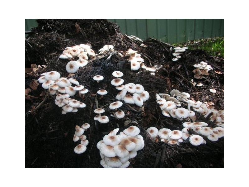 Mission Beach QLD 4852