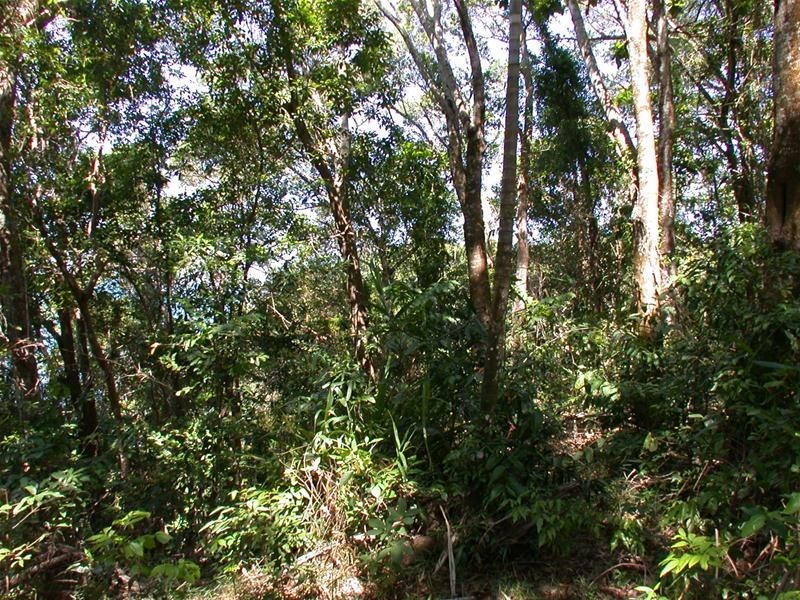 Mission Beach QLD 4852