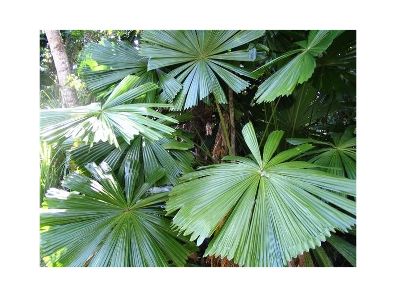 Mission Beach QLD 4852