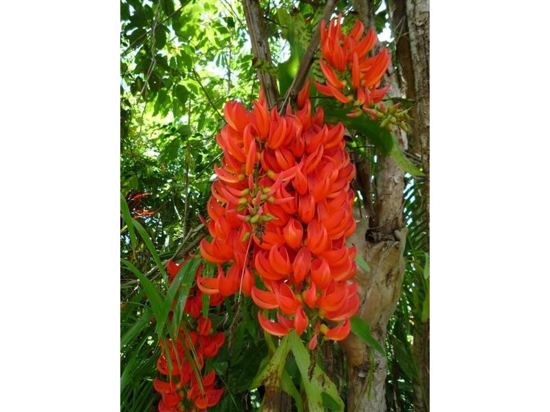 Mission Beach QLD 4852