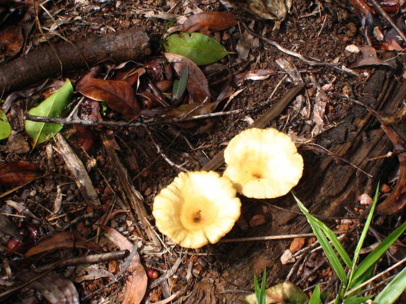 Mission Beach QLD 4852