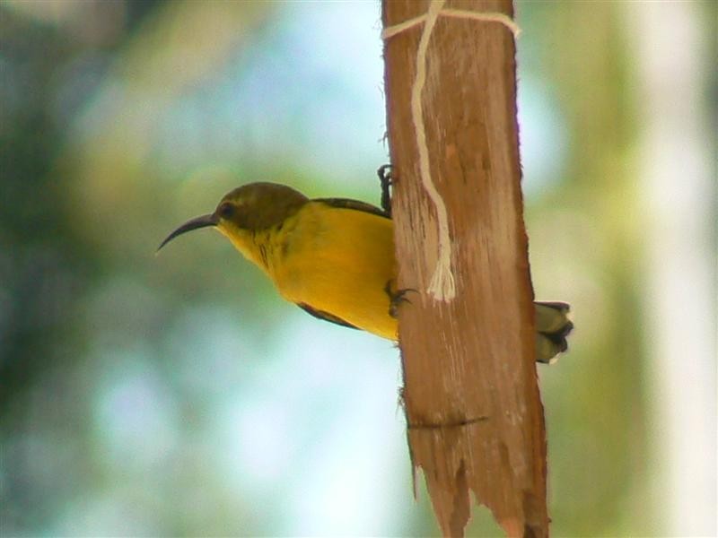 Mission Beach QLD 4852