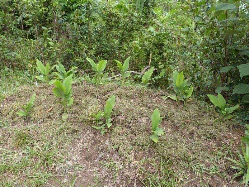 Lot 2, 2 Mountain View Close, Maria Creeks QLD 4855