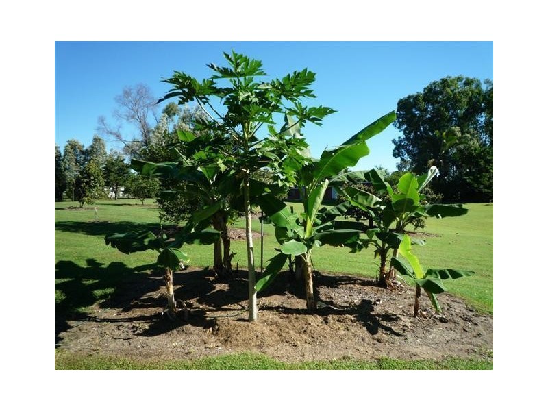 23 Vipiana Drive, Tully Heads QLD 4854