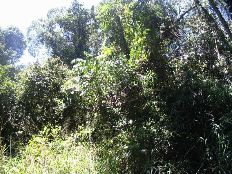 Lot 404, Lot 404 Granadilla Road, Granadilla QLD 4855