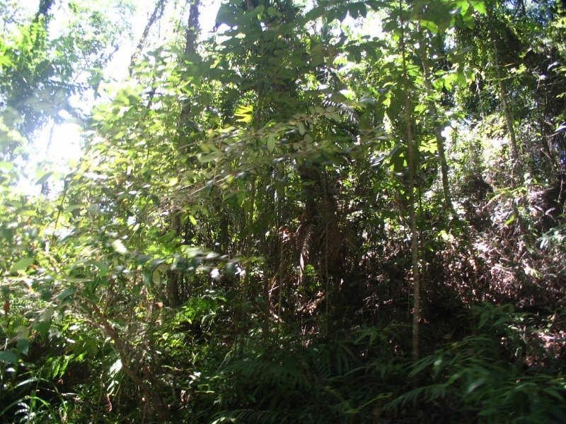 Lot 404, Lot 404 Granadilla Road, Granadilla QLD 4855