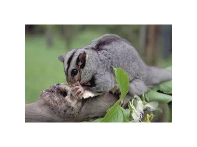 Lot 404, Lot 404 Granadilla Road, Granadilla QLD 4855