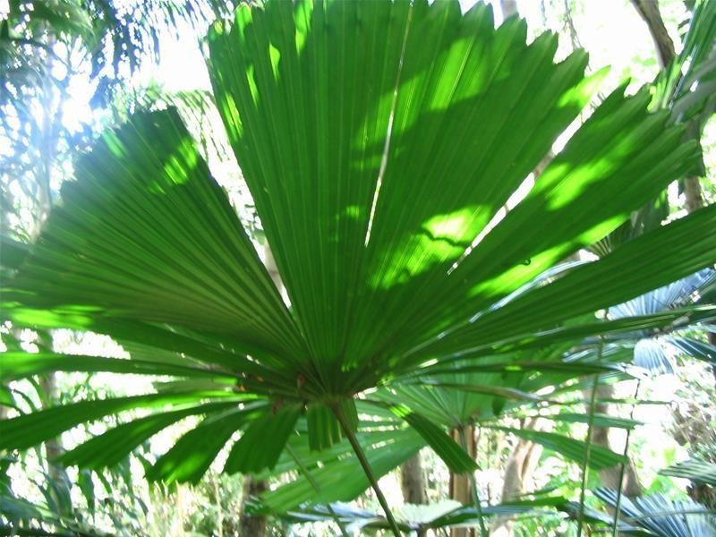 Lot 404, Lot 404 Granadilla Road, Granadilla QLD 4855