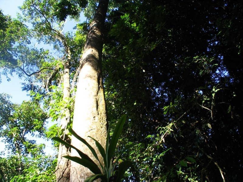 Lot 404, Lot 404 Granadilla Road, Granadilla QLD 4855