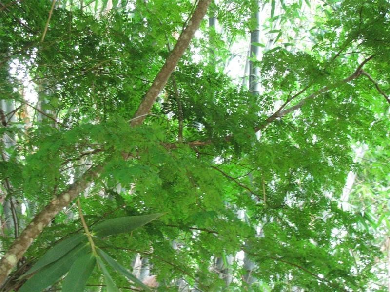 Carmoo QLD 4852