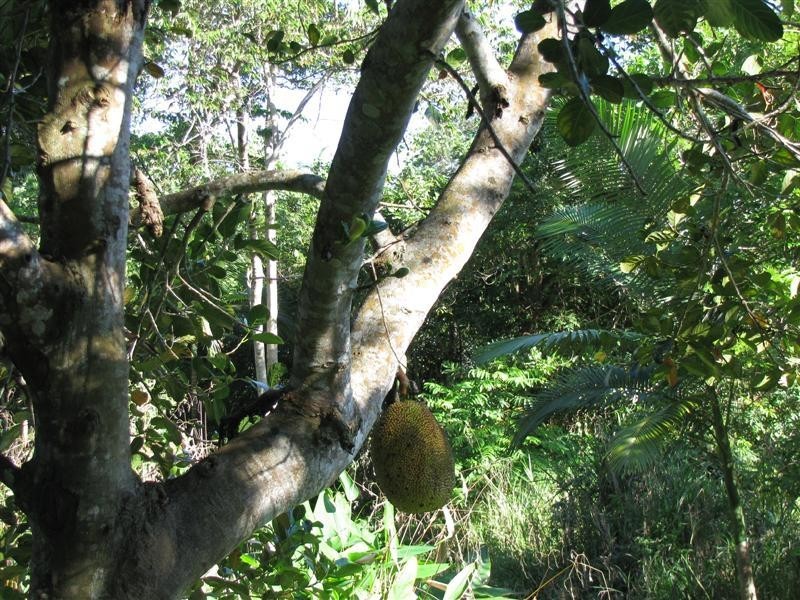 Carmoo QLD 4852