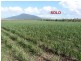 Lot 1 & 517, 1 & Lot 517 Maria Road, Lower Tully QLD 4854