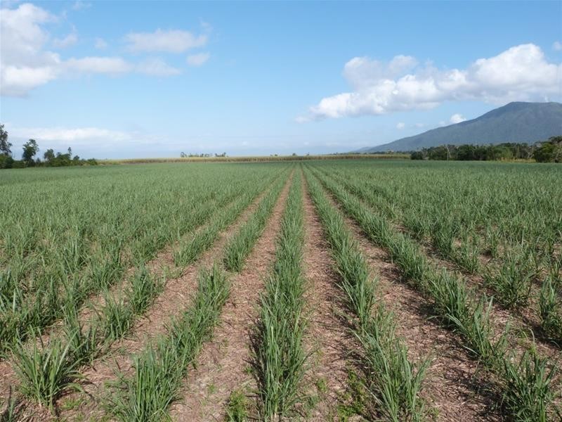 Lot 1 & 517, 1 & Lot 517 Maria Road, Lower Tully QLD 4854