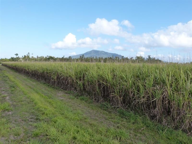 Lot 1 & 517, 1 & Lot 517 Maria Road, Lower Tully QLD 4854