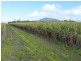 Lot 1 & 517, 1 & Lot 517 Maria Road, Lower Tully QLD 4854