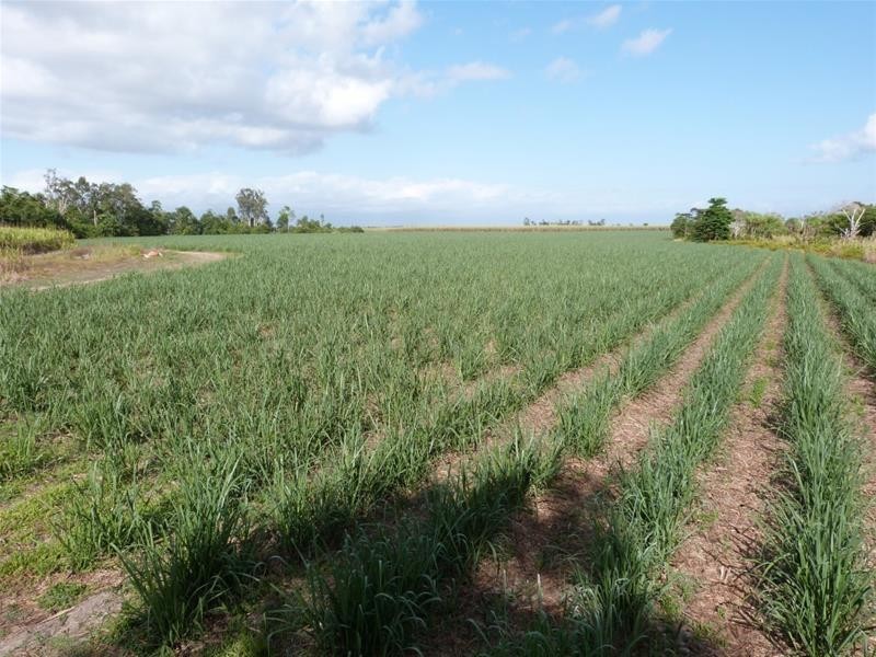 Lot 1 & 517, 1 & Lot 517 Maria Road, Lower Tully QLD 4854