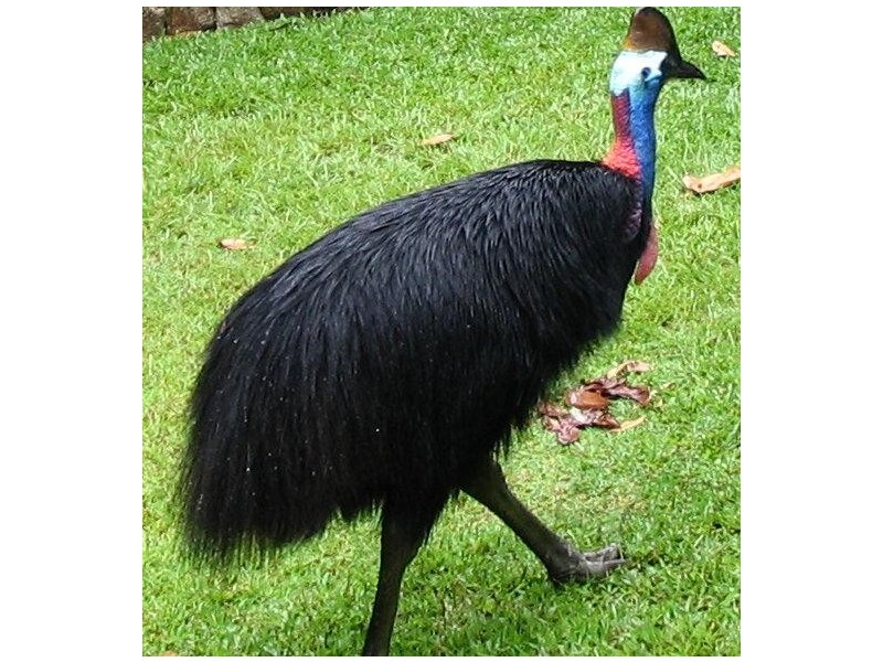 Lot 26, 7 Reef Close, Mission Beach QLD 4852