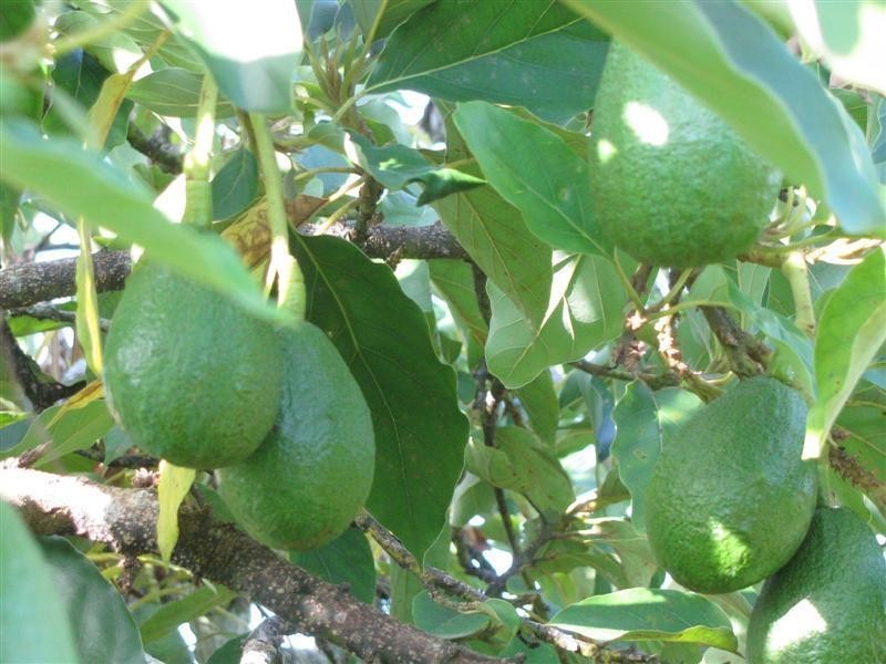 76 Chauvel Street, El Arish QLD 4855