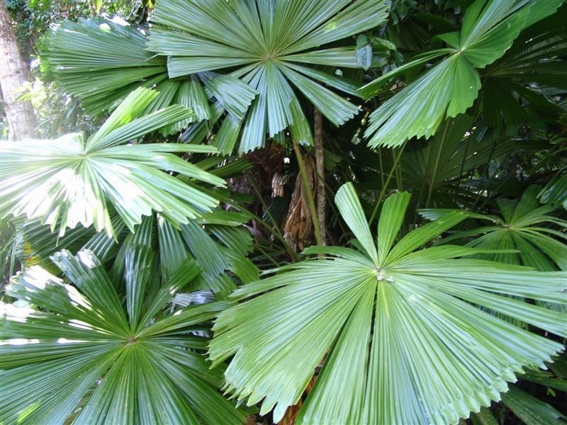 Lot/2 Mountain View Close, Maria Creeks QLD 4855