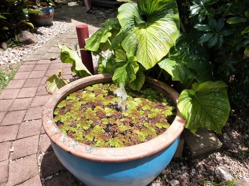 350 Bingil Bay Road, Bingil Bay QLD 4852